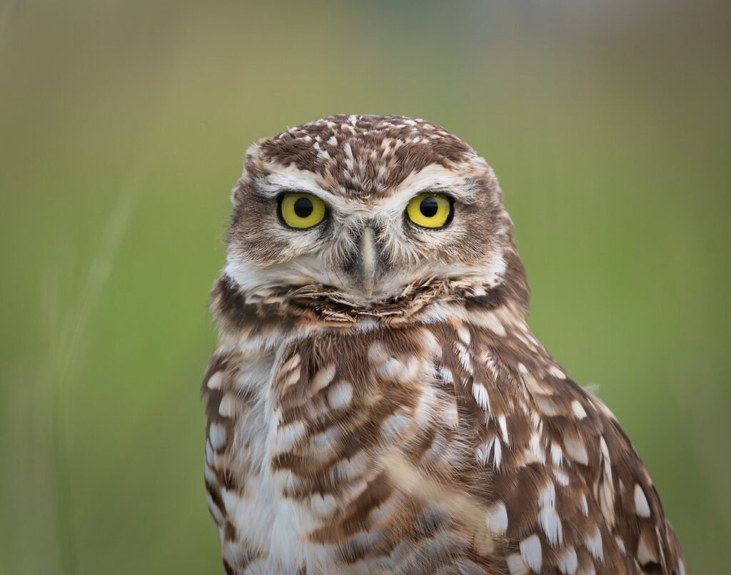 bird, owl, ornithology-8724812.jpg